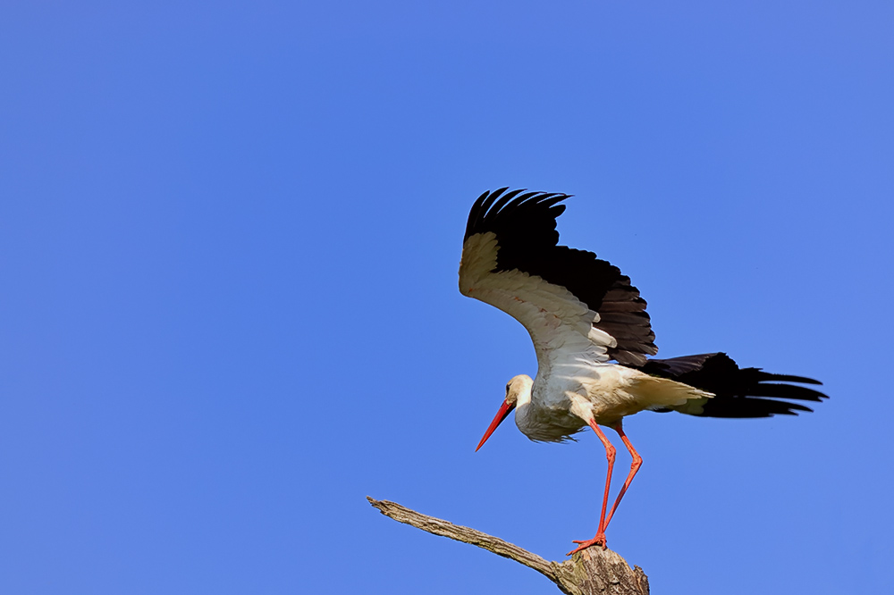 Storch - Ciconia ciconia - ND