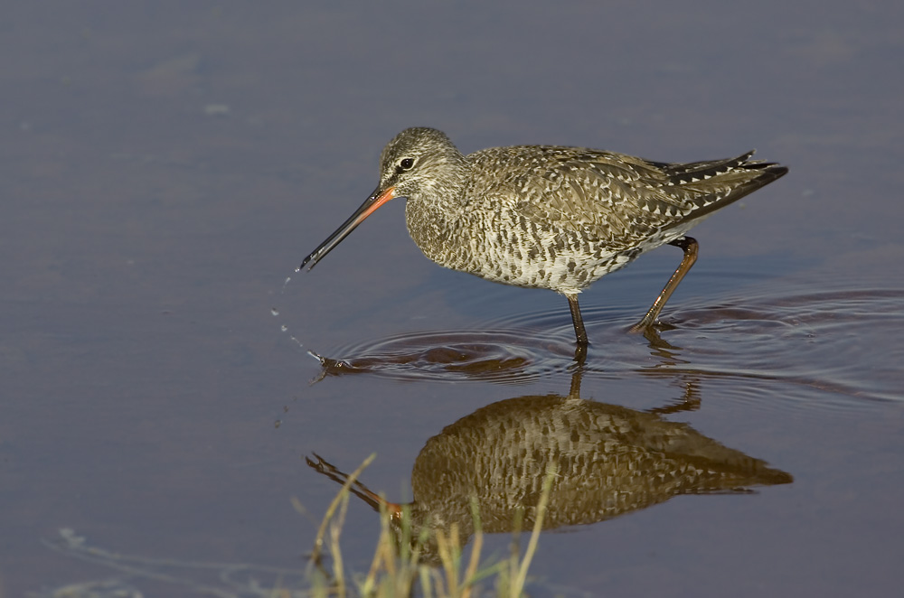 dunkler Wasserläufer, ND