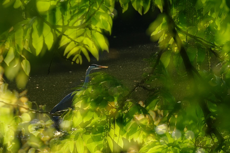 Reiher am Waldteich