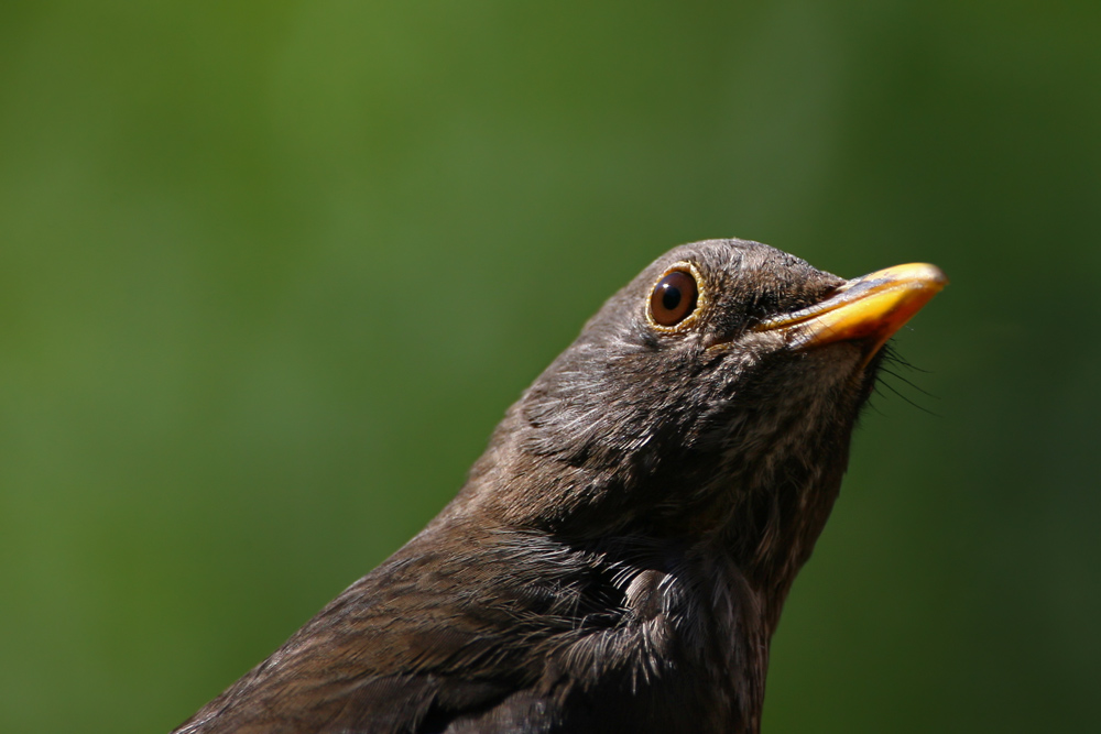 nur eine junge Amsel (ND) (Forum für Naturfotografen)