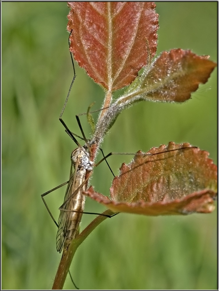 Kohlschnake, ebv