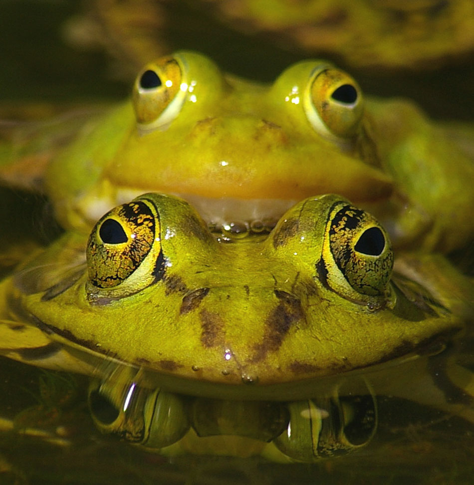 Teichfrösche