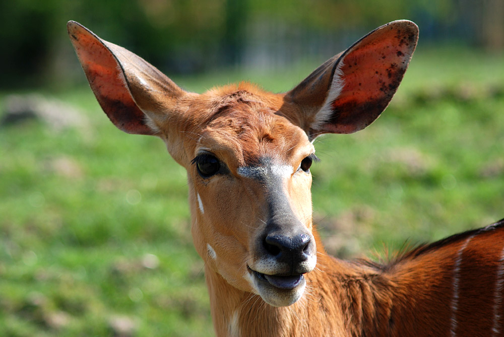 Nyala Weibchen...