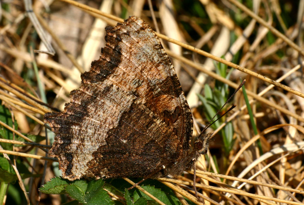 Großer Fuchs