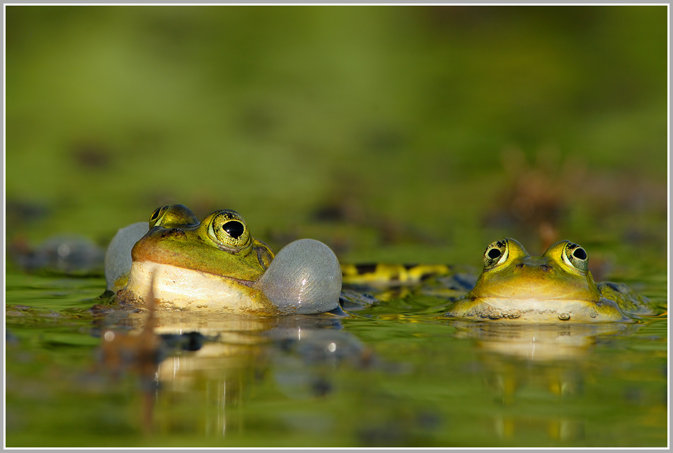 Wasserfrösche (Korrektur)