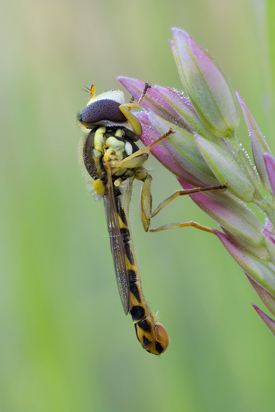 Stiftschwebfliege... (ND)