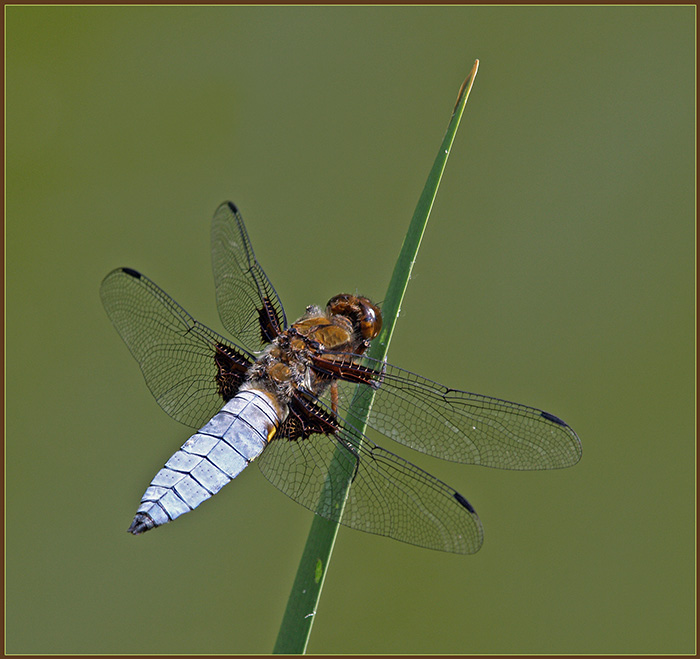 Plattbauchlibelle ND