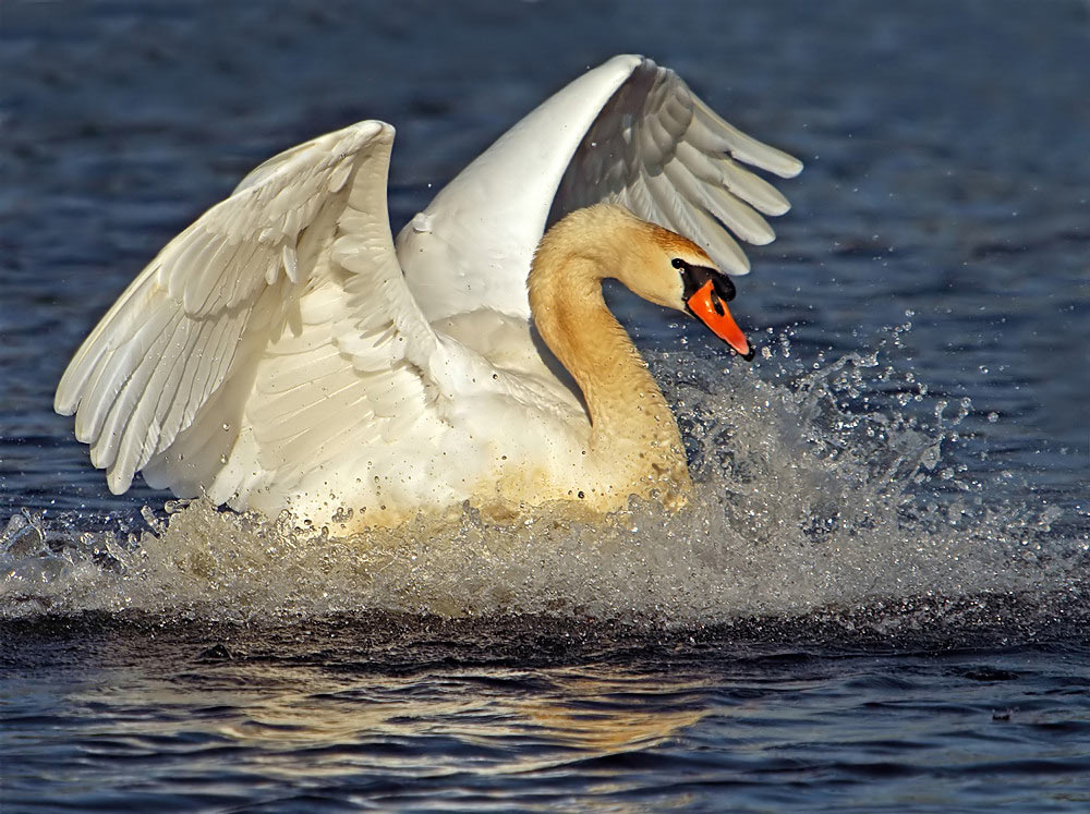 Höckerschwan EBV
