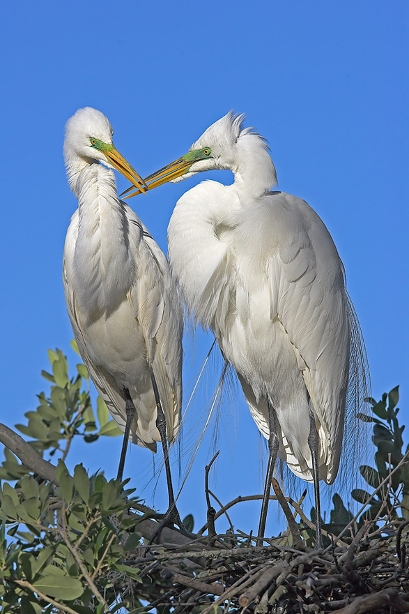 Silberreiherpaar am Nest (W)