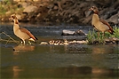 Nilganspaar (Alopochen aegyptiacus) mit Gösseln