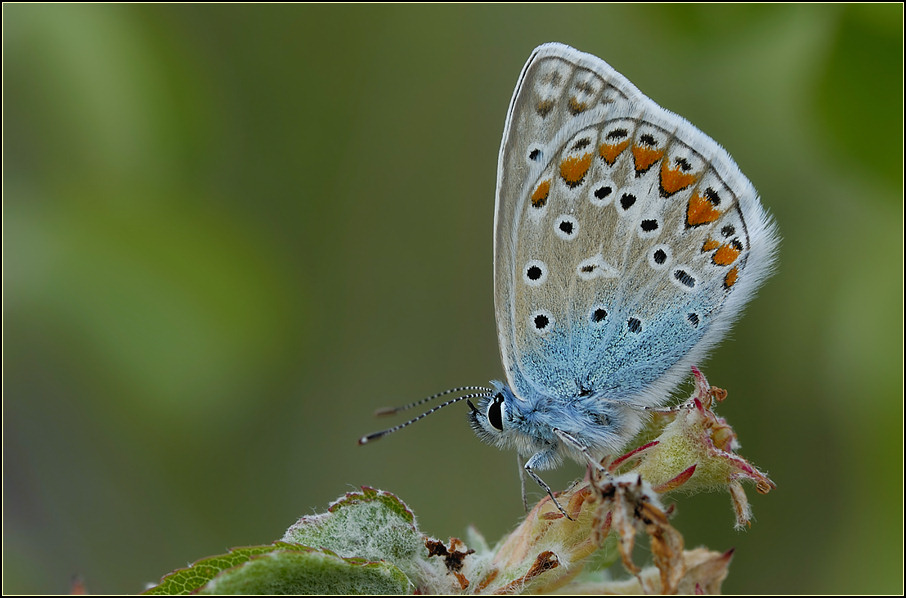 ~ Posing in blue ~