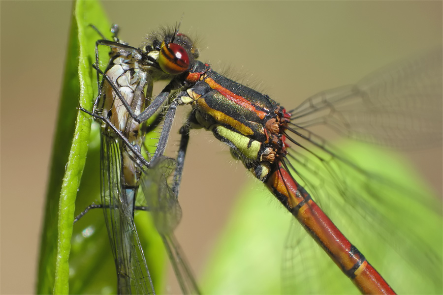 "Pyrrhosoma-Tag" im NF-Forum... (ND)