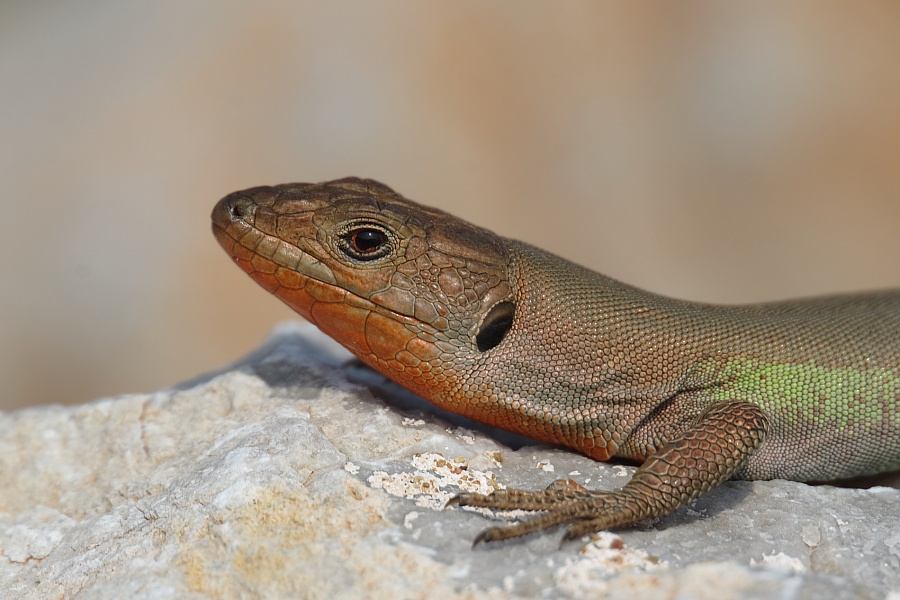Peloponnesische Mauereidechse ND