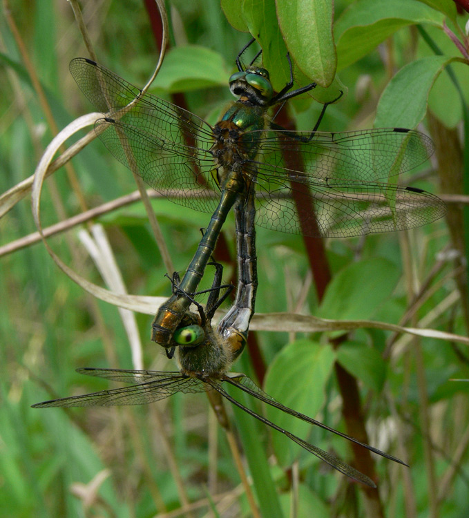 Falkenlibellen (ND)