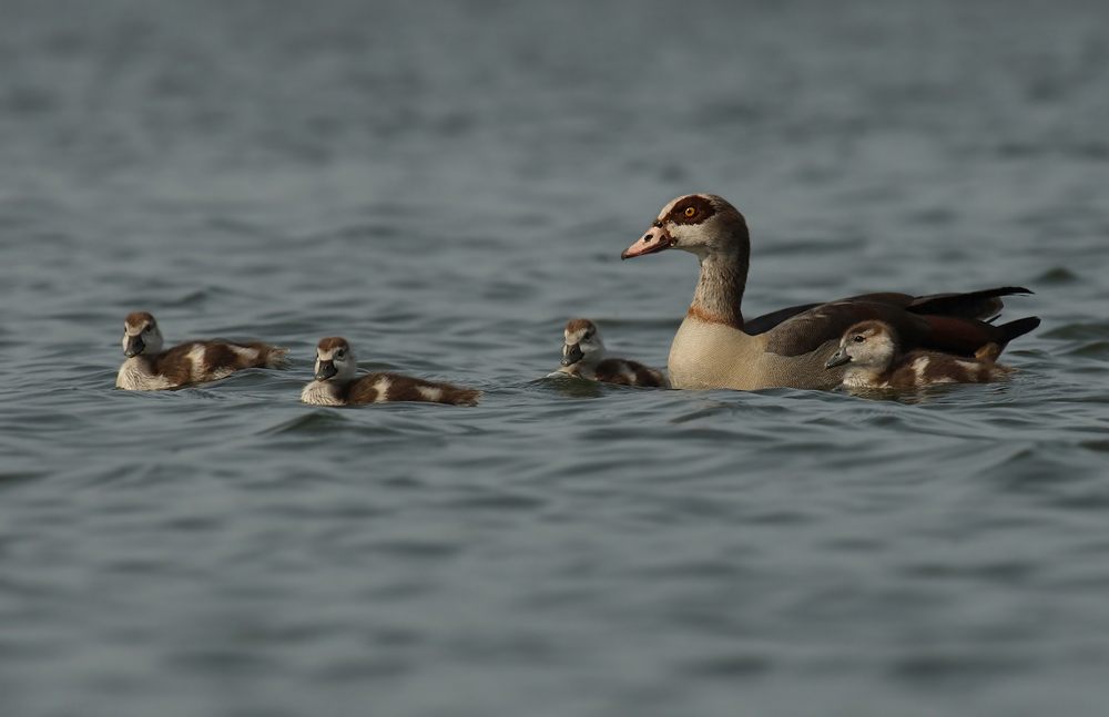 ND Nilgansfamilie