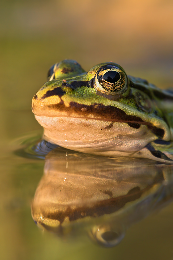 Teichfrosch (ND)