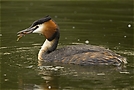 Haubentaucher bei der Fischjagd