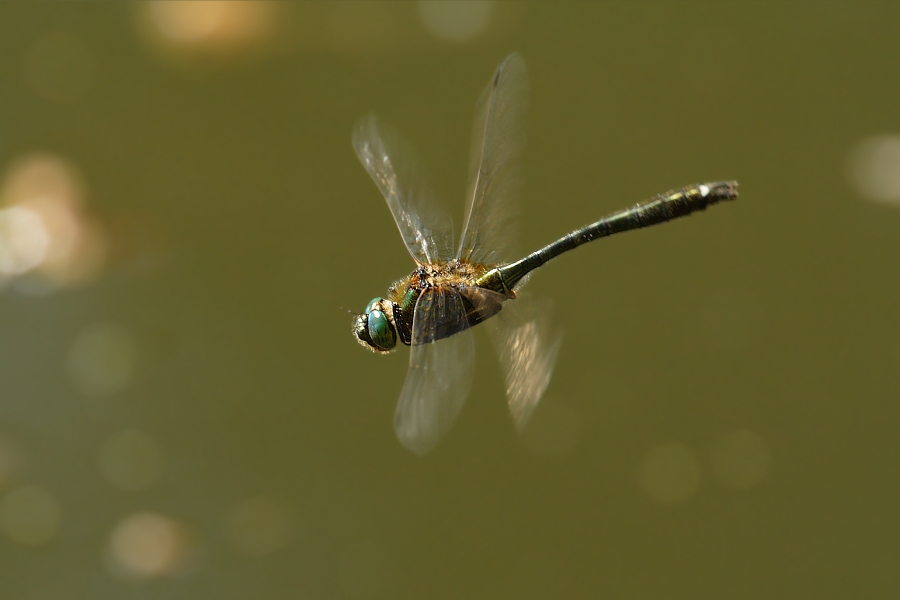 Im Flug erwischt (ND)