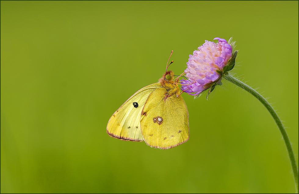 ~ Colias alfacariensis ~