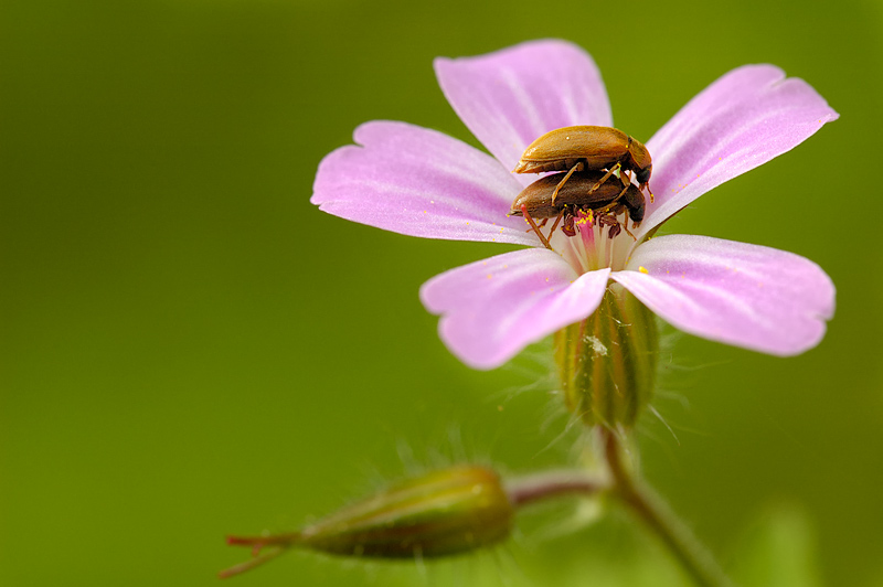 *Spielwiese* Geranium