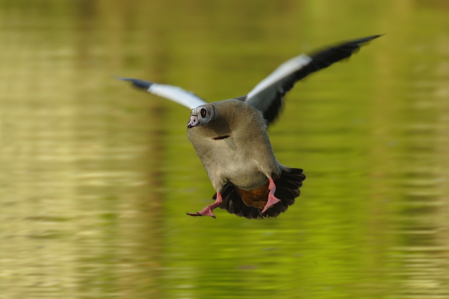 Im Anflug (ND)