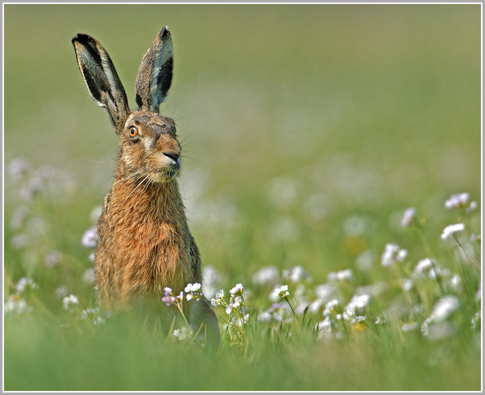 Hase auf Frühlingswiese (ND) (Forum für Naturfotografen)