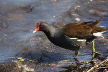 Teichhuhn ND