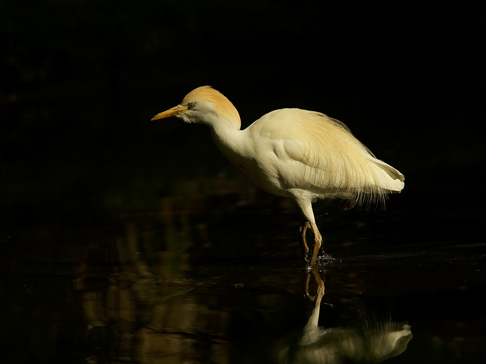 Kuhreiher (Bubulcus ibis) ZO