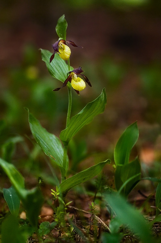 Cypripedium calceolus [ND]