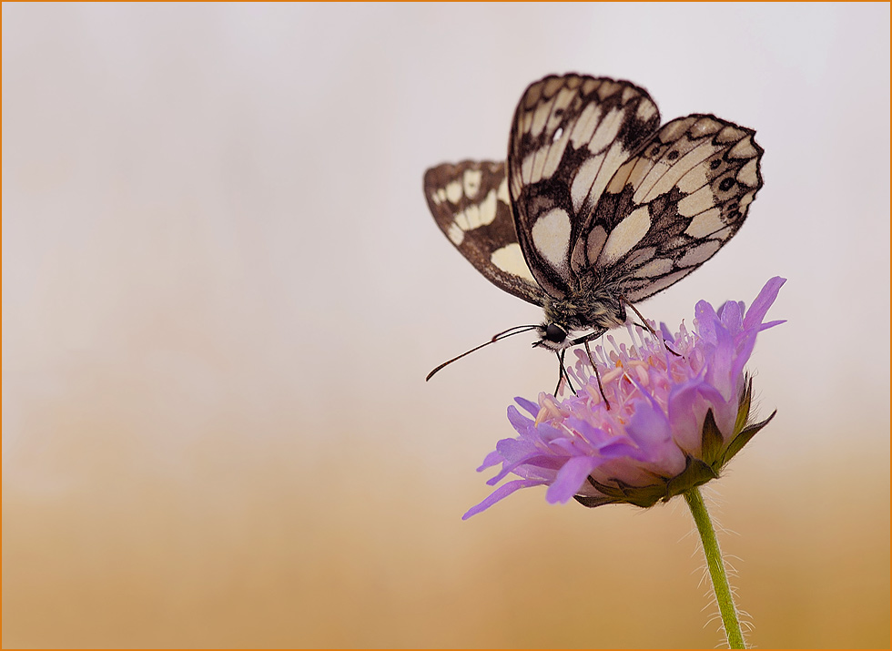 ~ Sommerabend ~