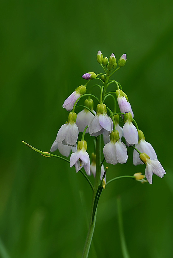 Wiesenschaumkraut