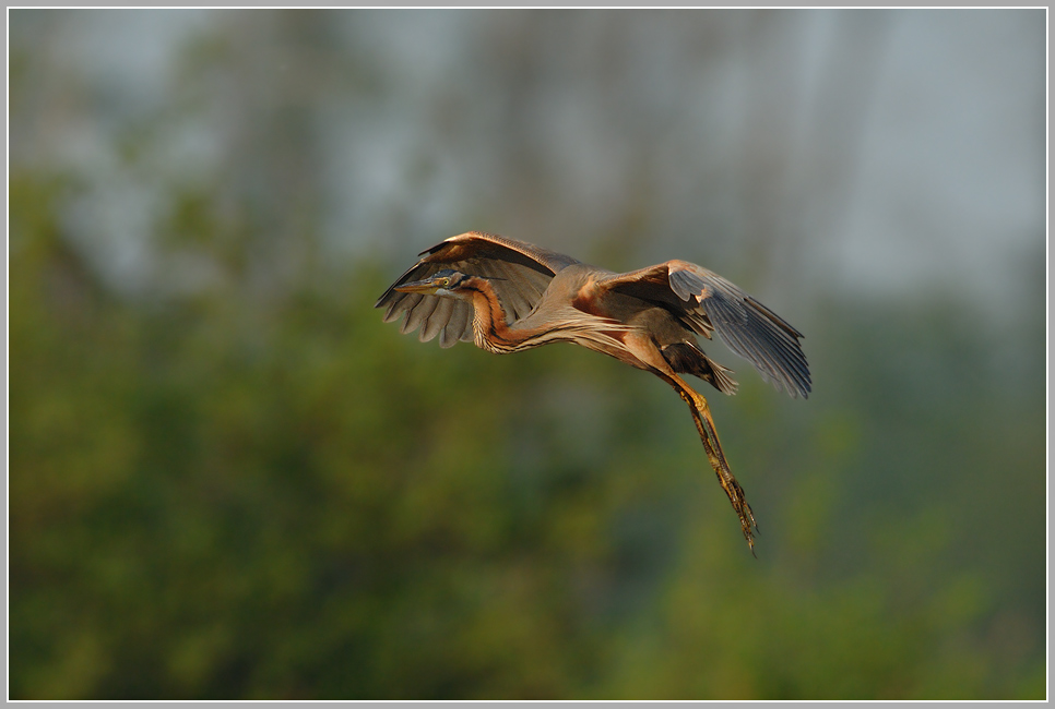 Purpurreiher (Ardea purpurea)
