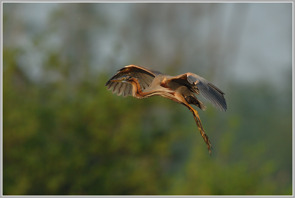 Purpurreiher (Ardea purpurea)