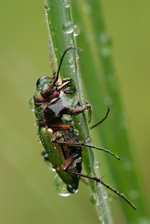 Käfer
