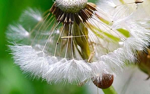 Wie ein Tutu ND