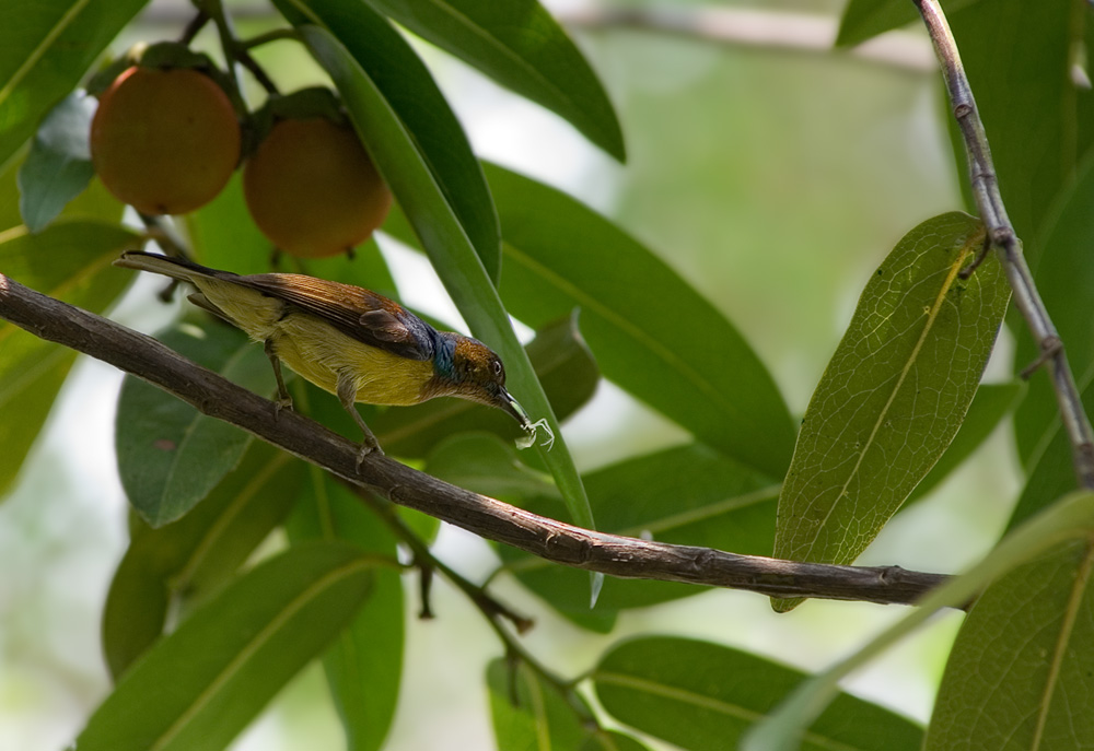 Sunbird mit Früchten...