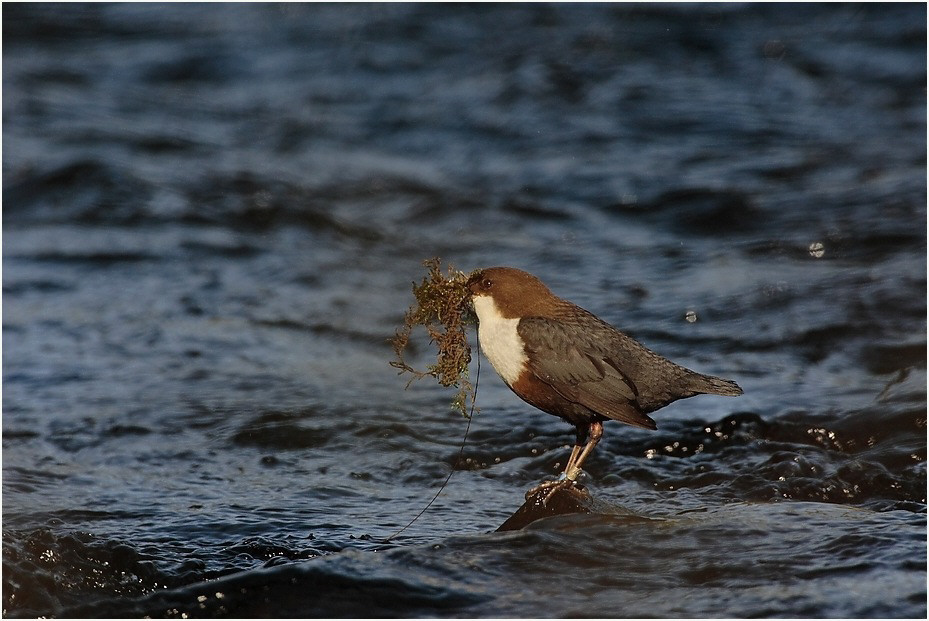 Wasseramsel mit Nistmaterial