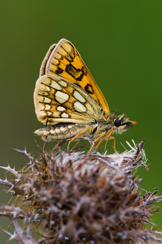 Carterocephalus palaemon [ND]