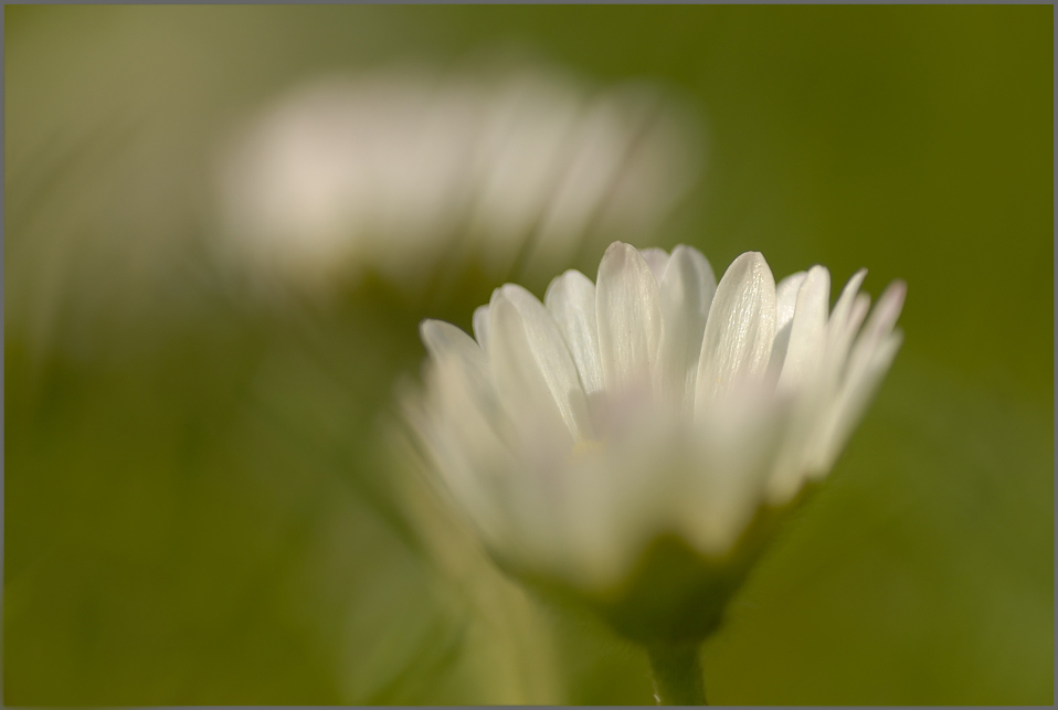 Gänseblümchen ND