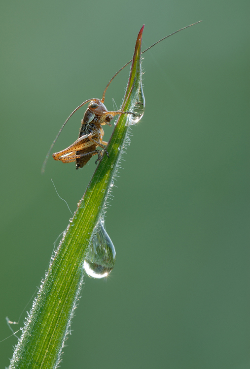 Grashüpfer