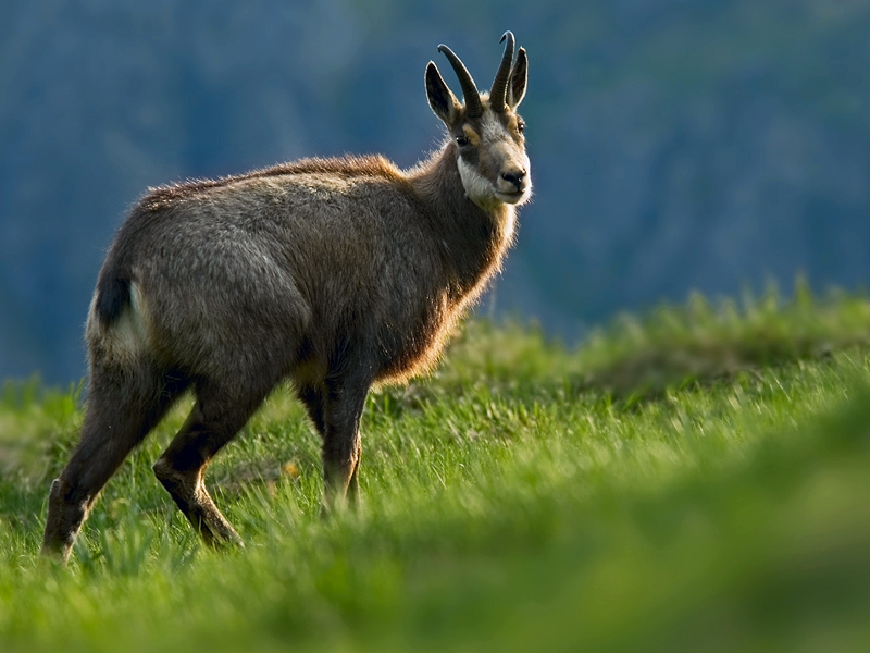 Gämsbock im Abendlicht, ND