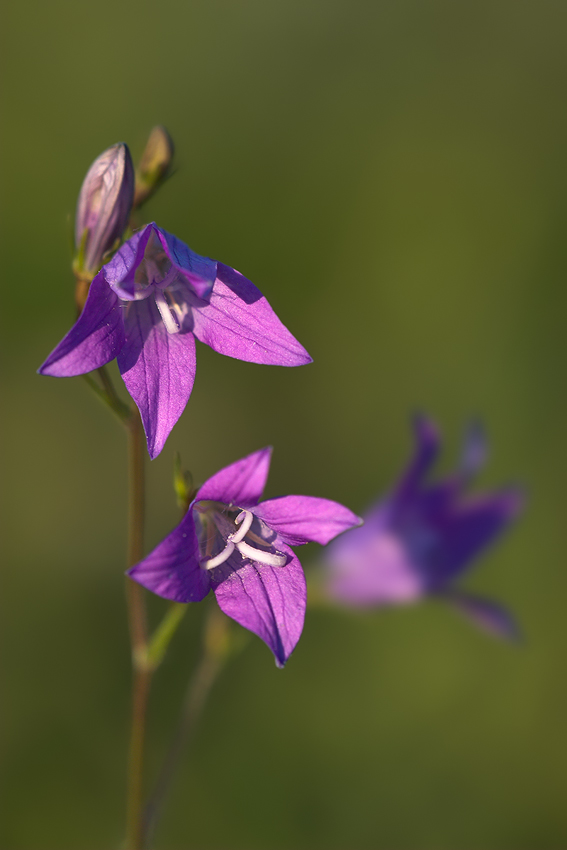 Wiesenglockenblume (ND)
