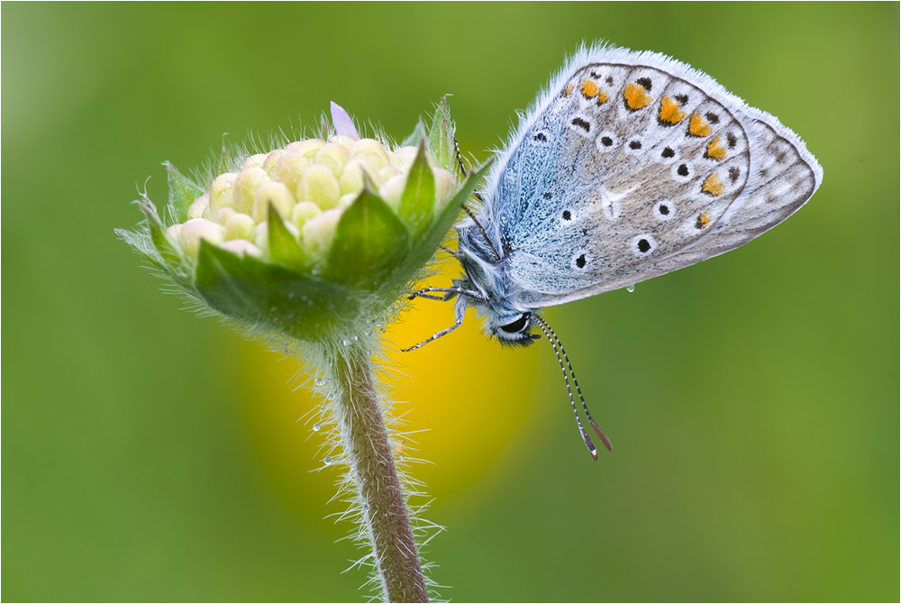 Hauhechelbläuling ( Polyommatus icarus )