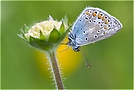 Hauhechelbläuling ( Polyommatus icarus )