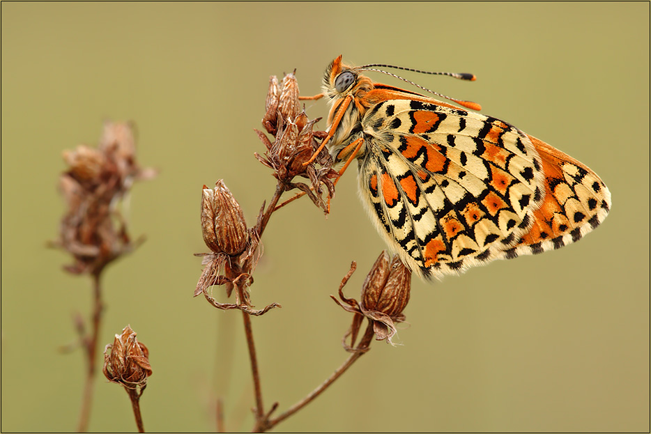 ND Wegerich-Scheckenfalter (Melitaea cinxia)