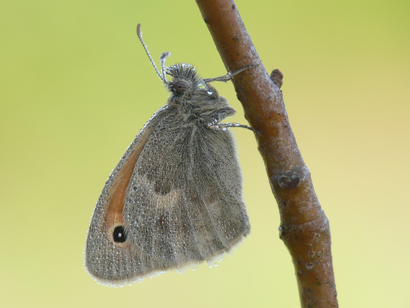 Kleines Wiesenvögelchen (ND)