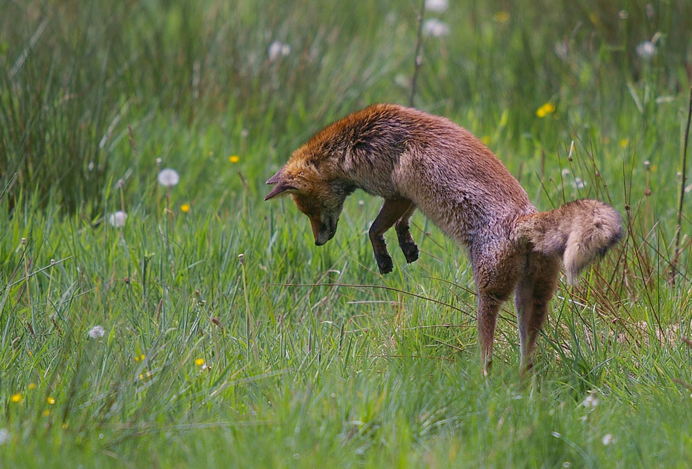 Fuchssprung ND