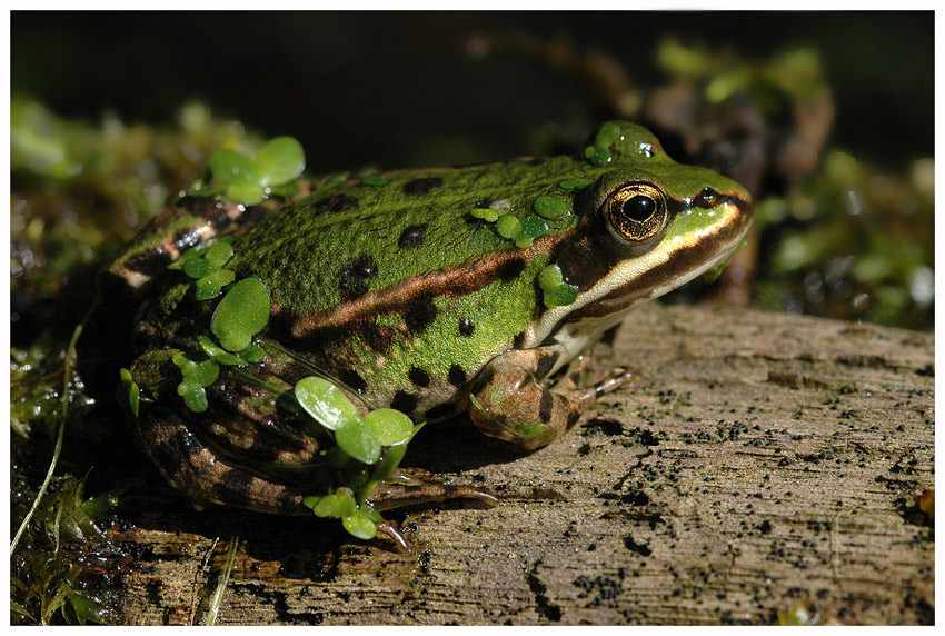 Teichfrosch ND