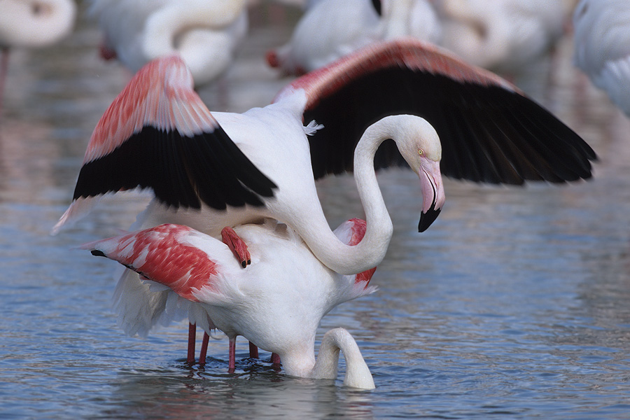 Flamingokopulation ZO