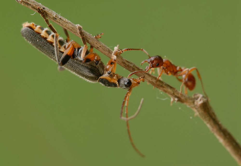 Käfer und Ameise